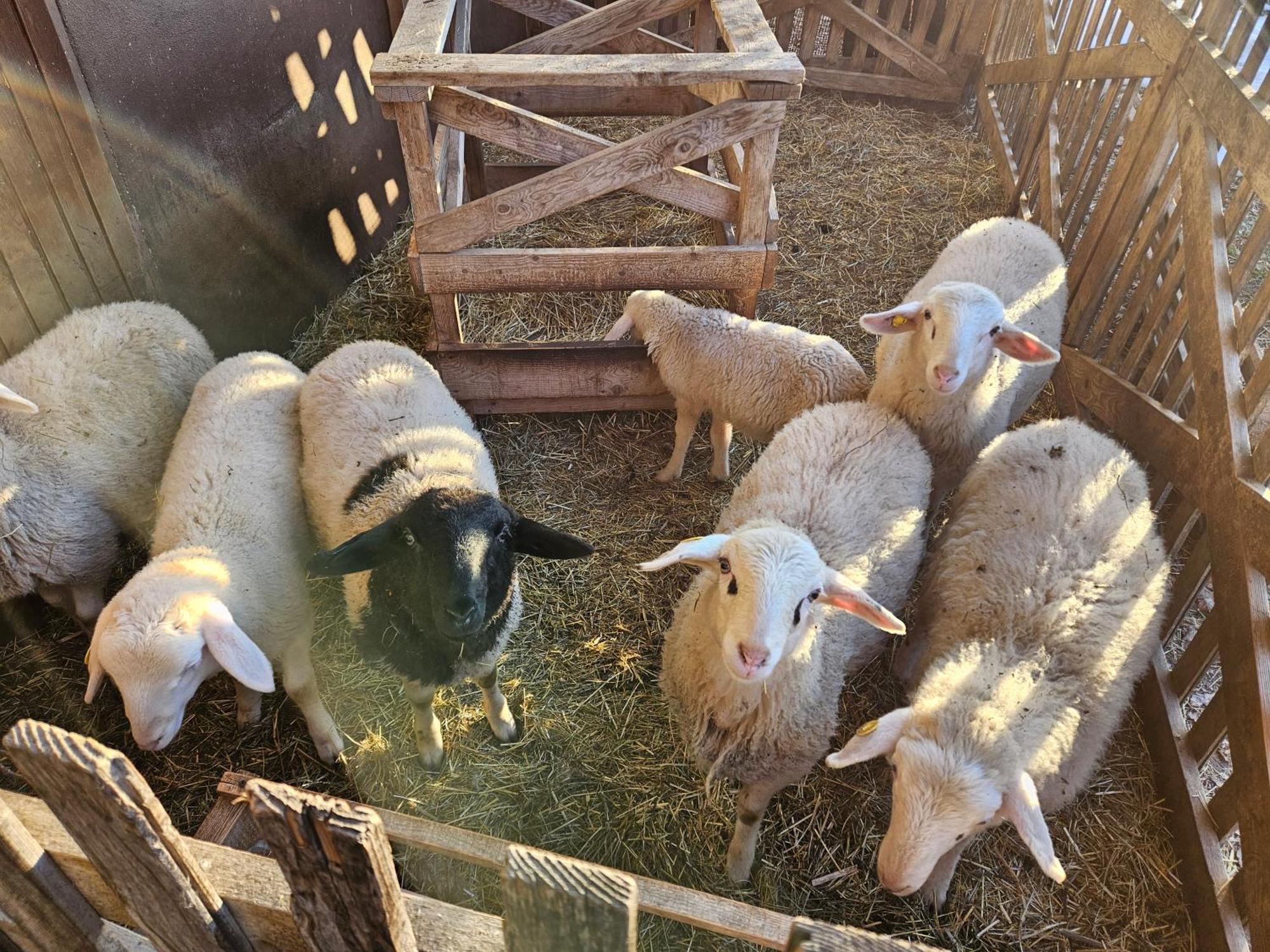 Tourist Farm Pr'Dovar Cerklje na Gorenjskem Luaran gambar