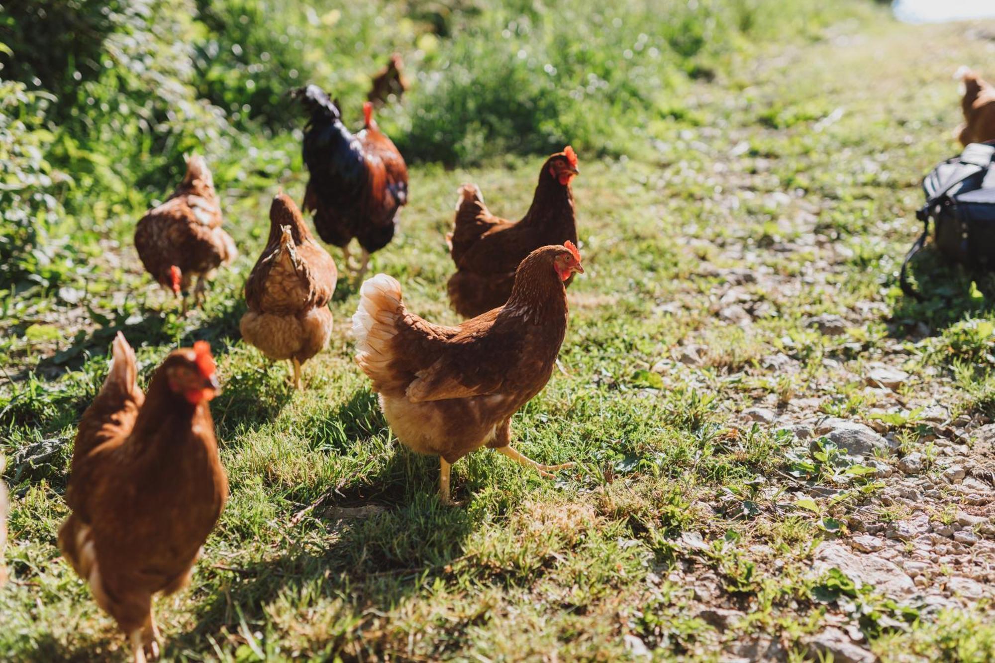 Tourist Farm Pr'Dovar Cerklje na Gorenjskem Luaran gambar