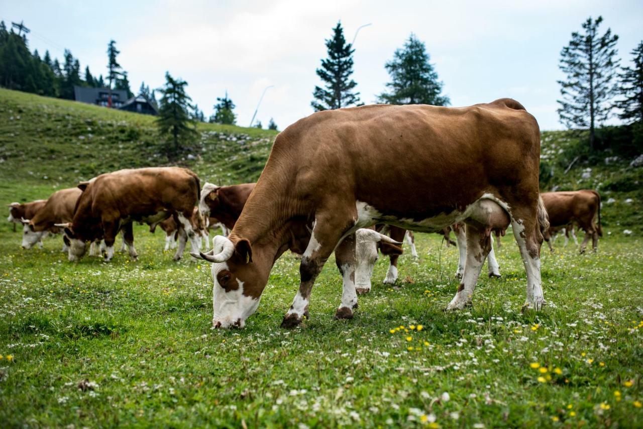 Tourist Farm Pr'Dovar Cerklje na Gorenjskem Luaran gambar